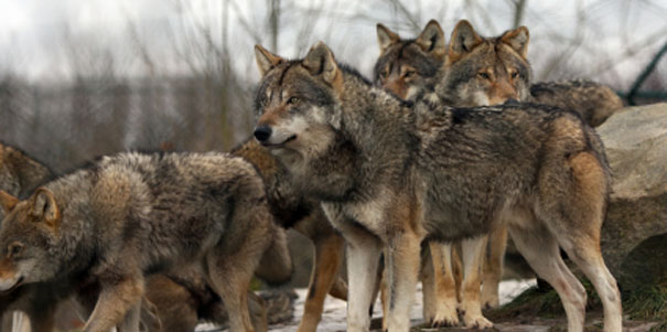 Think global, act local: la nostra Giornata mondiale della biodiversità (2016)