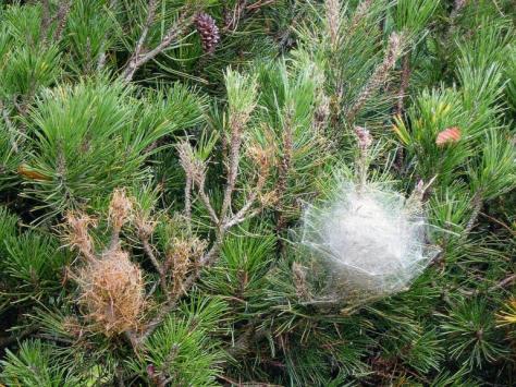 nido_sericeo_di_processionaria