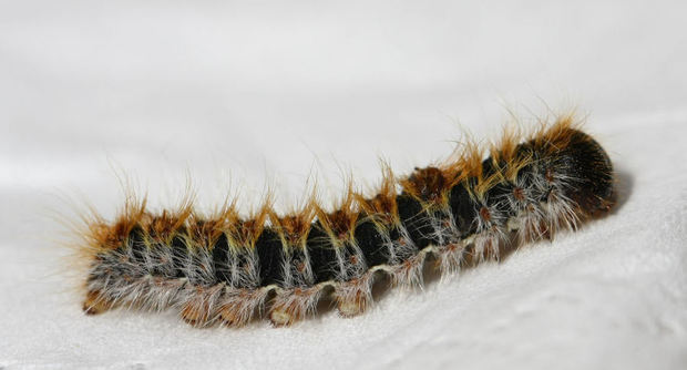 Ambiente: gestire il problema Processionaria