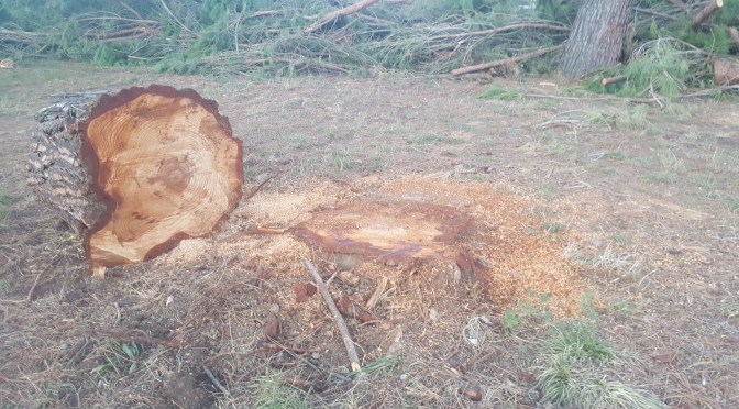 Il pinicidio elettorale