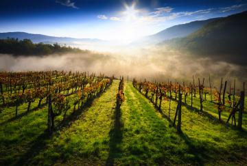 Asta per i terreni Ismea